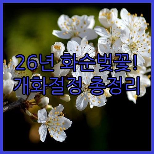 2026년 화순 벚꽃 개화 시기 및 절정기 명소 안내