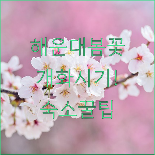 2026년 해운대 봄꽃 나들이 개화 시기 및 숙소 정보